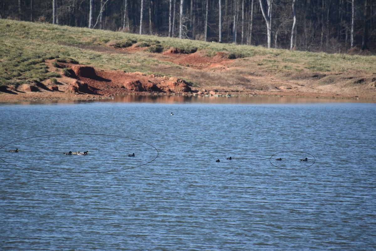 Mallard - ML646725367