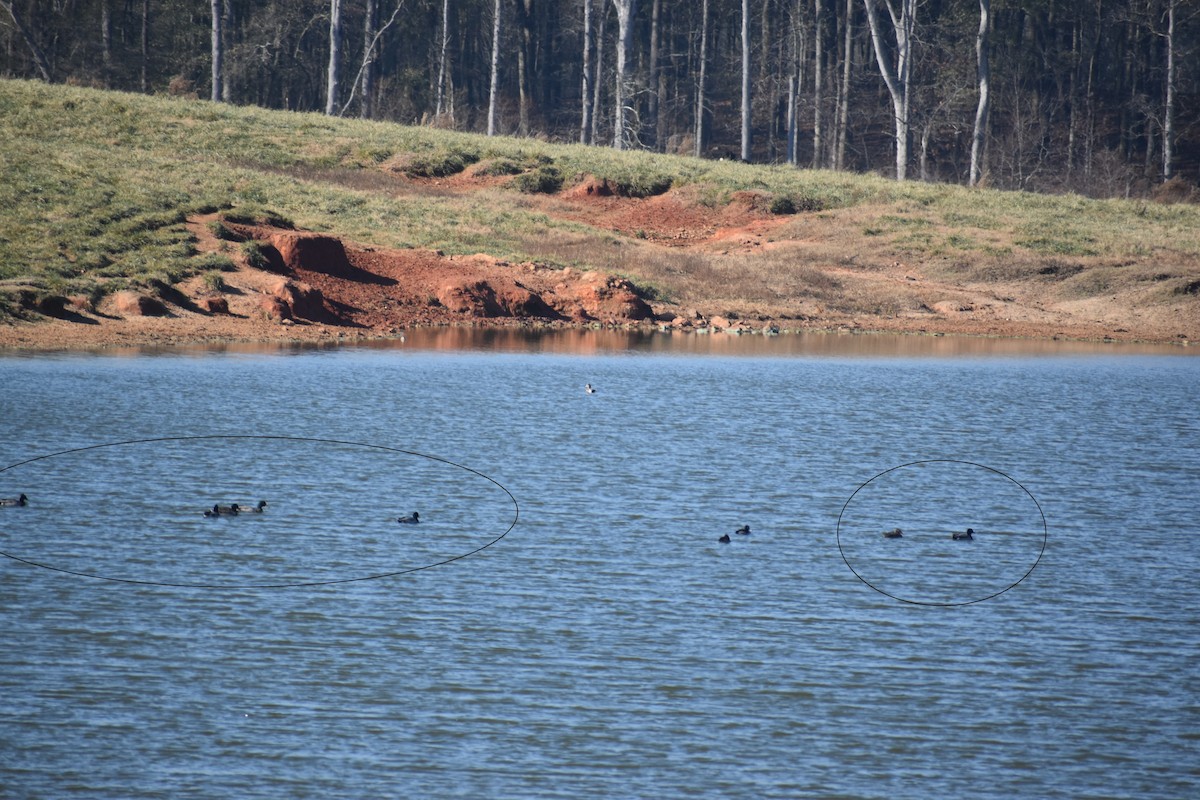 Mallard - ML646725368