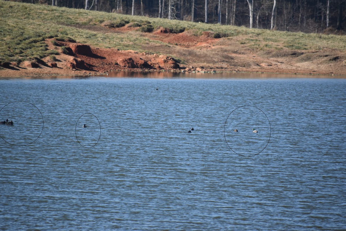 Mallard - ML646725369