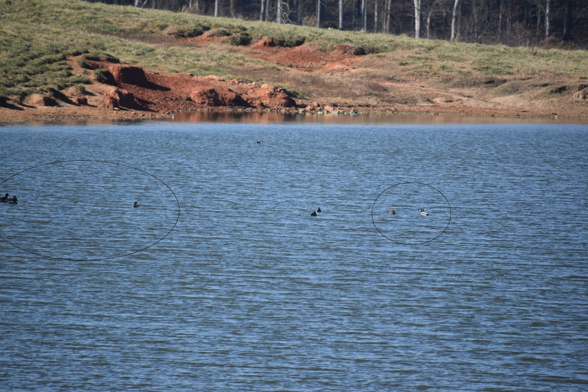 Mallard - ML646725370