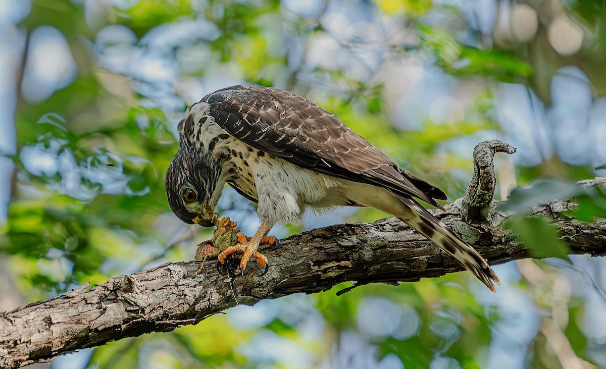 Double-toothed Kite - ML646725371