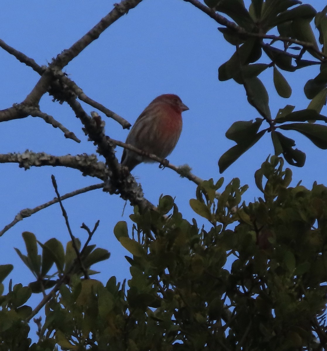 House Finch - ML646725372
