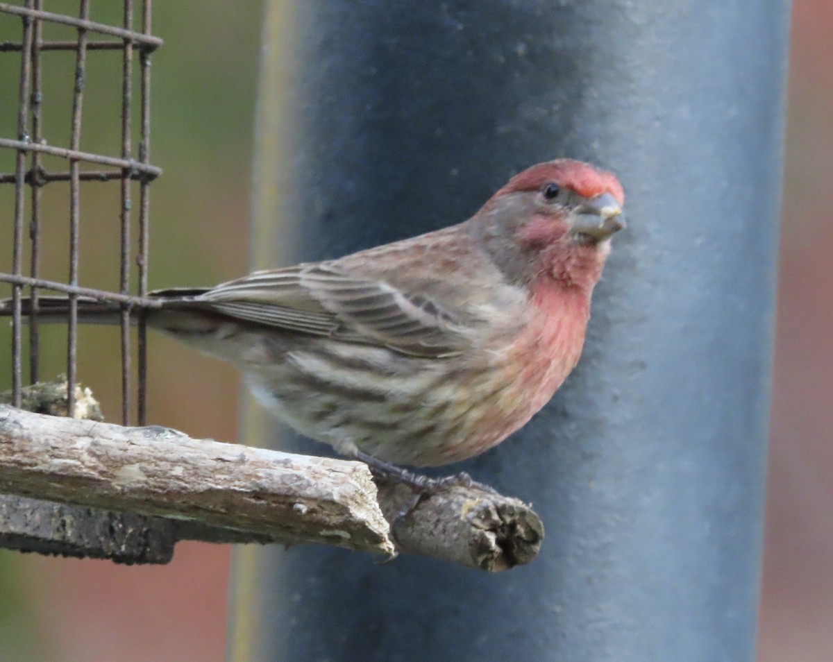 House Finch - ML646725373