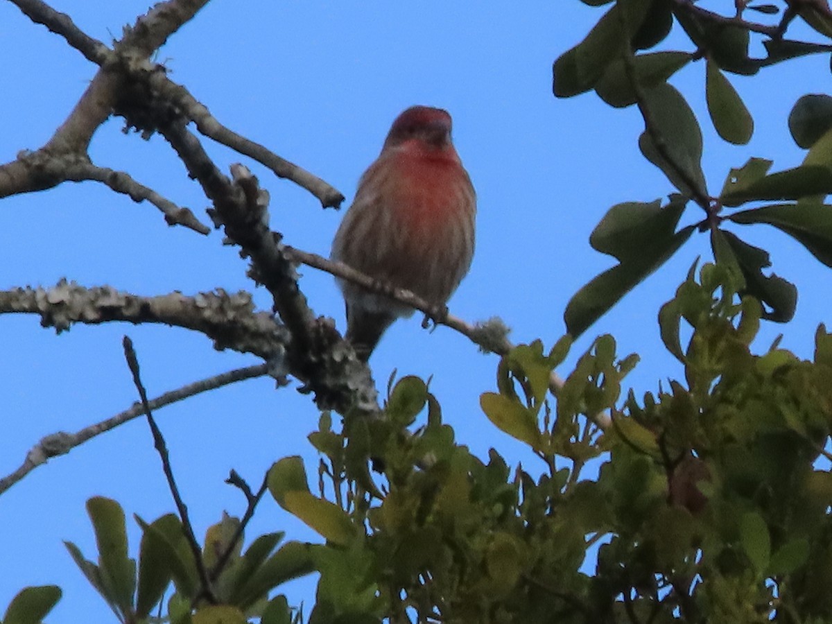 House Finch - ML646725374