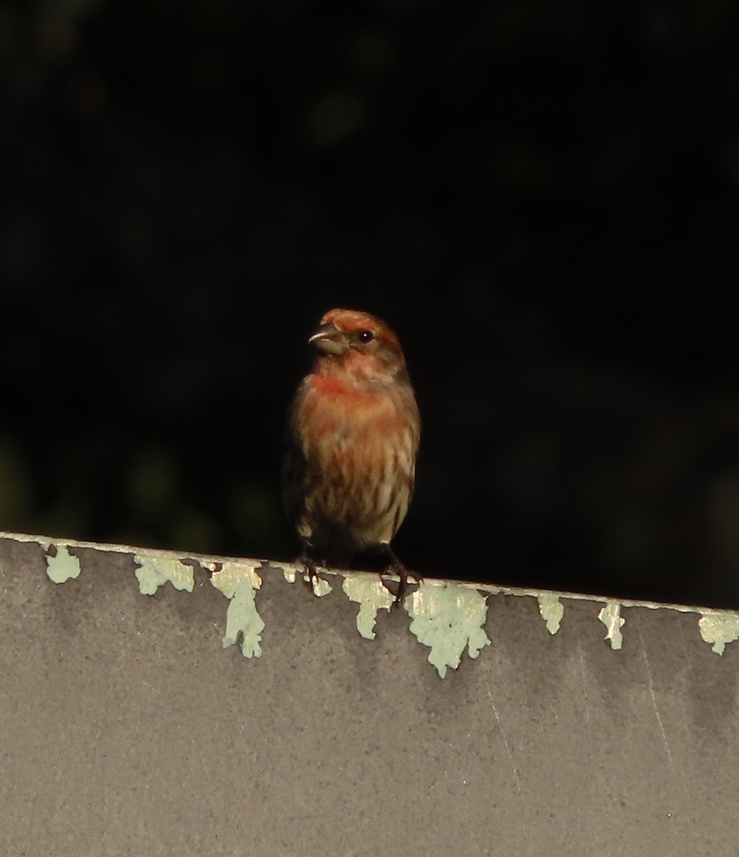 House Finch - ML646725375
