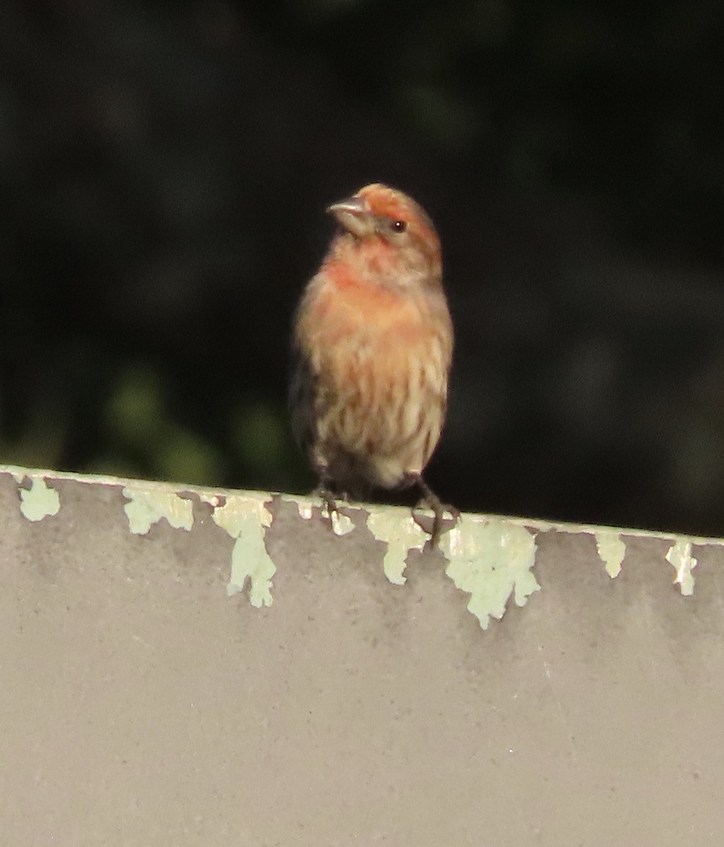 House Finch - ML646725376