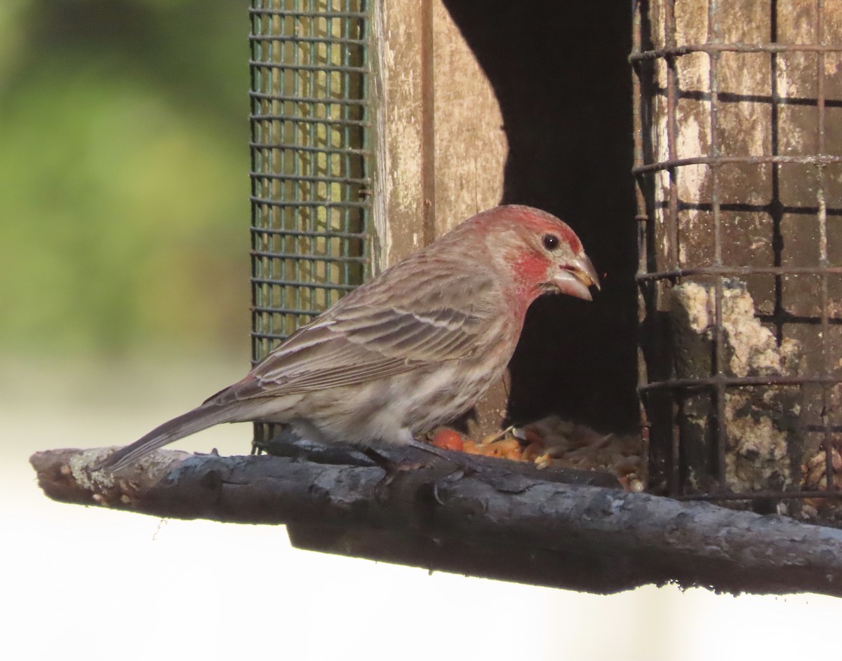 House Finch - ML646725377