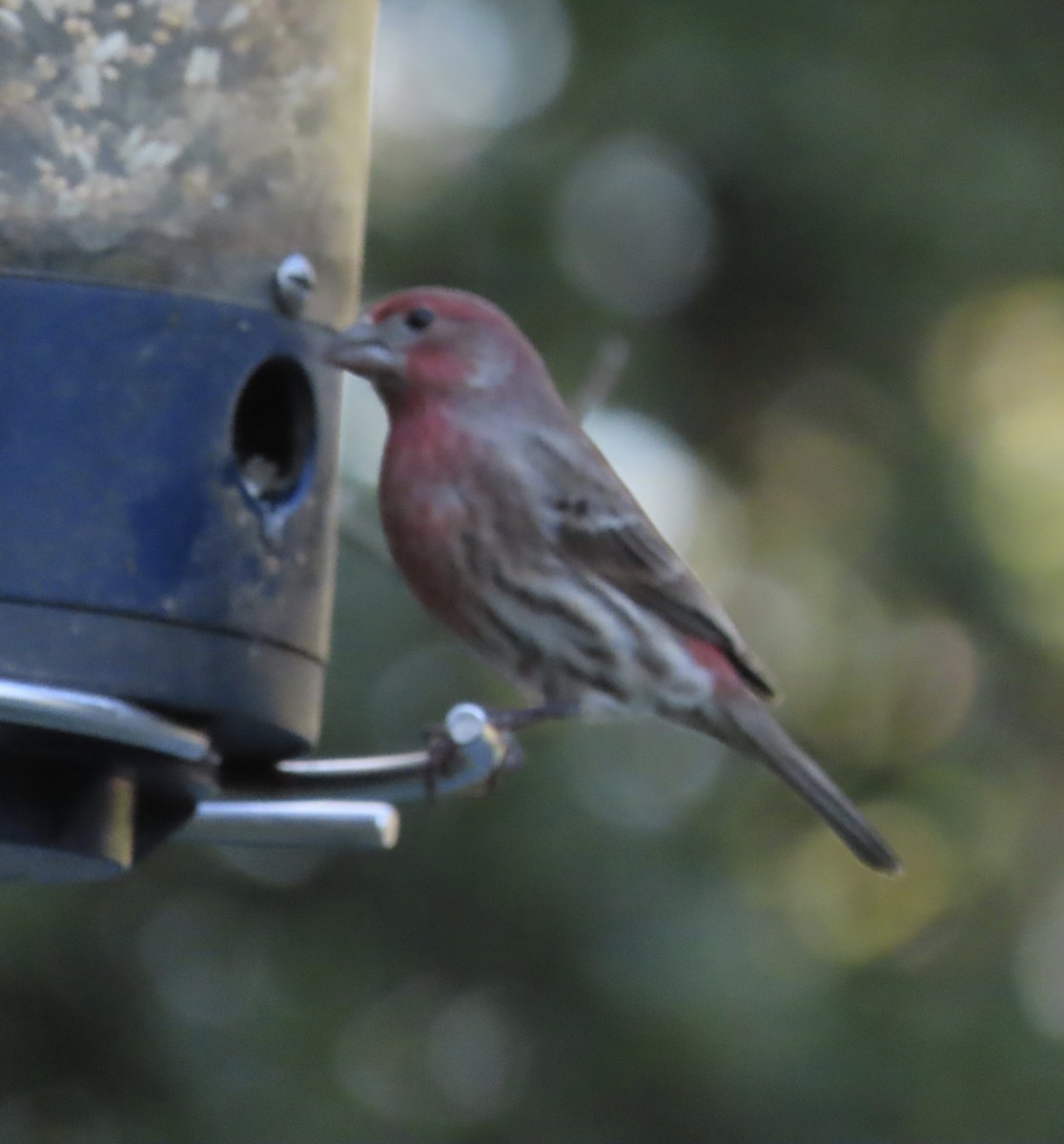 House Finch - ML646725378