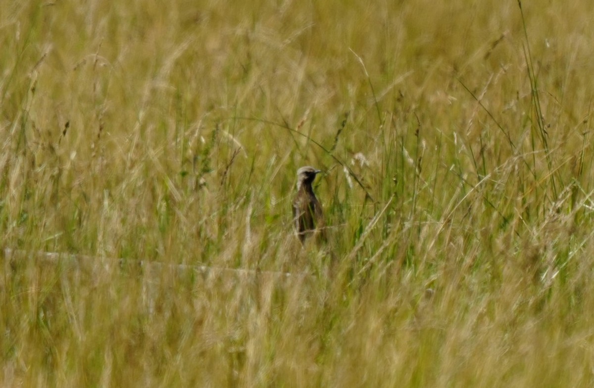 Kahverengi Otlak Ötleğeni - ML646725379