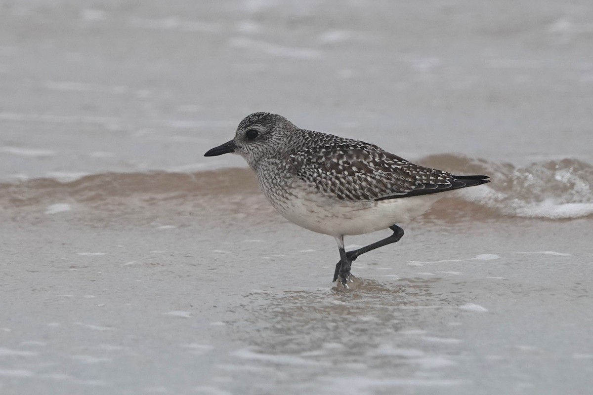 Black-bellied Plover - ML646725381