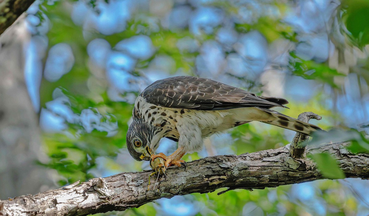 Double-toothed Kite - ML646725384