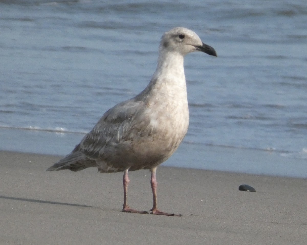 Glaucous-winged Gull - ML646725386