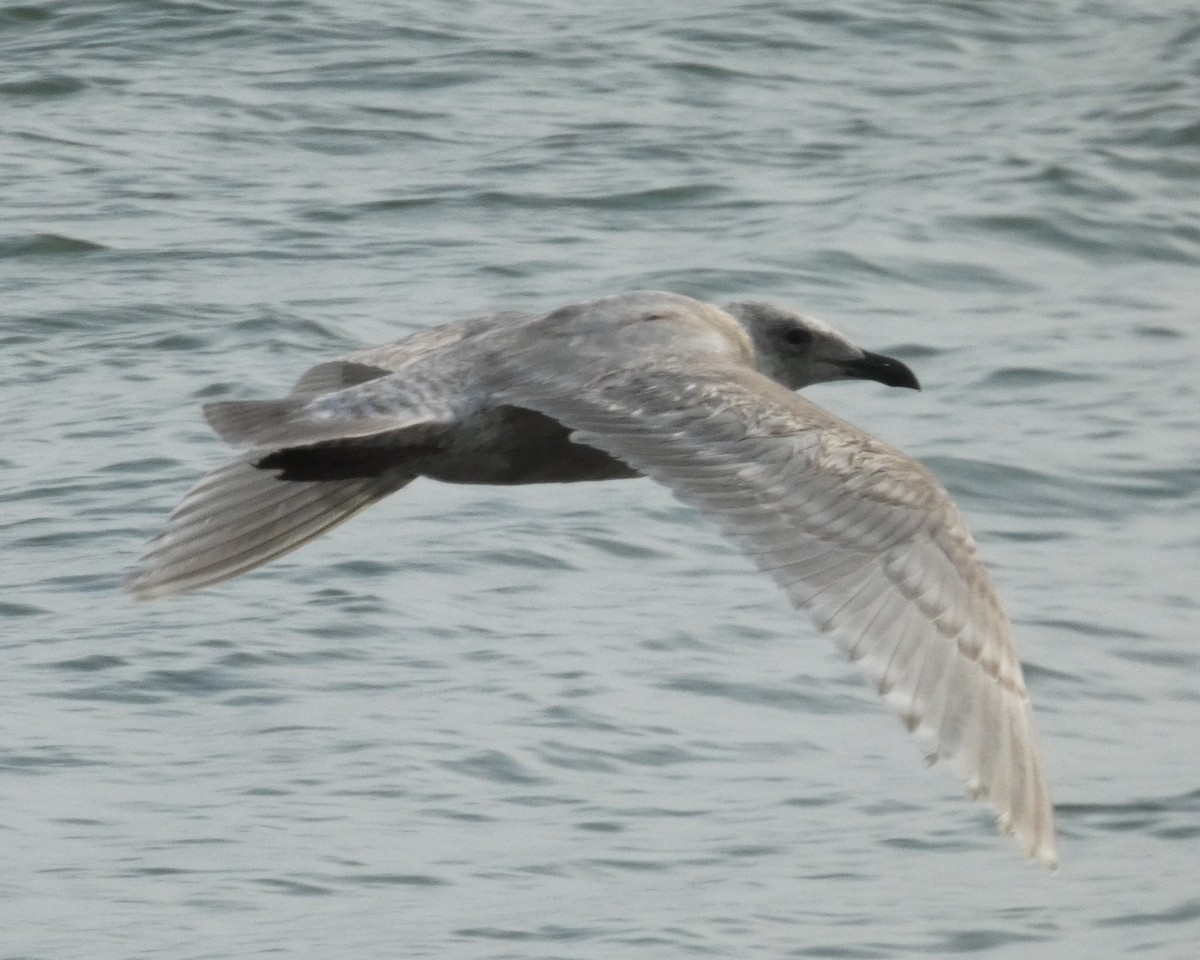 Glaucous-winged Gull - ML646725387