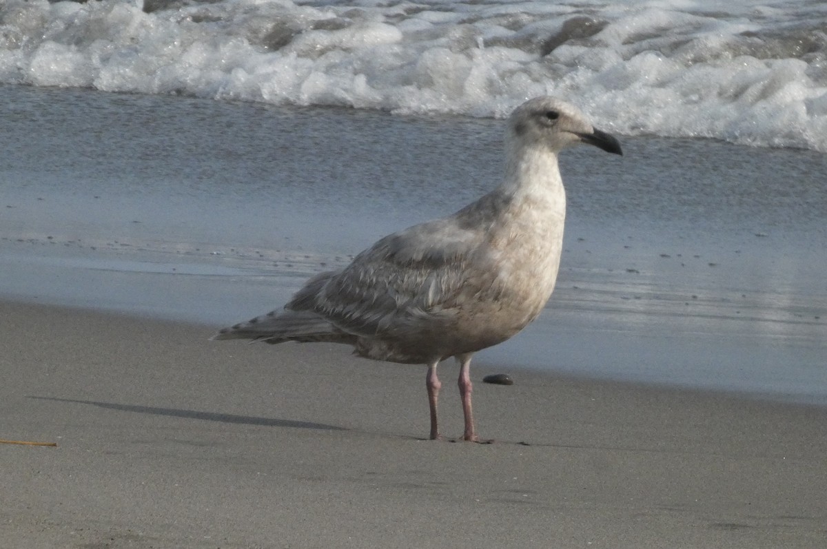 Glaucous-winged Gull - ML646725388
