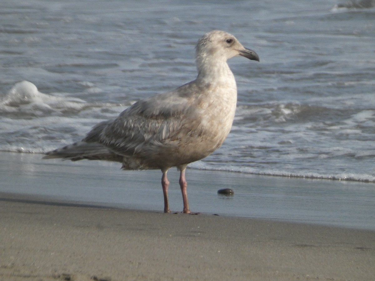 Glaucous-winged Gull - ML646725389