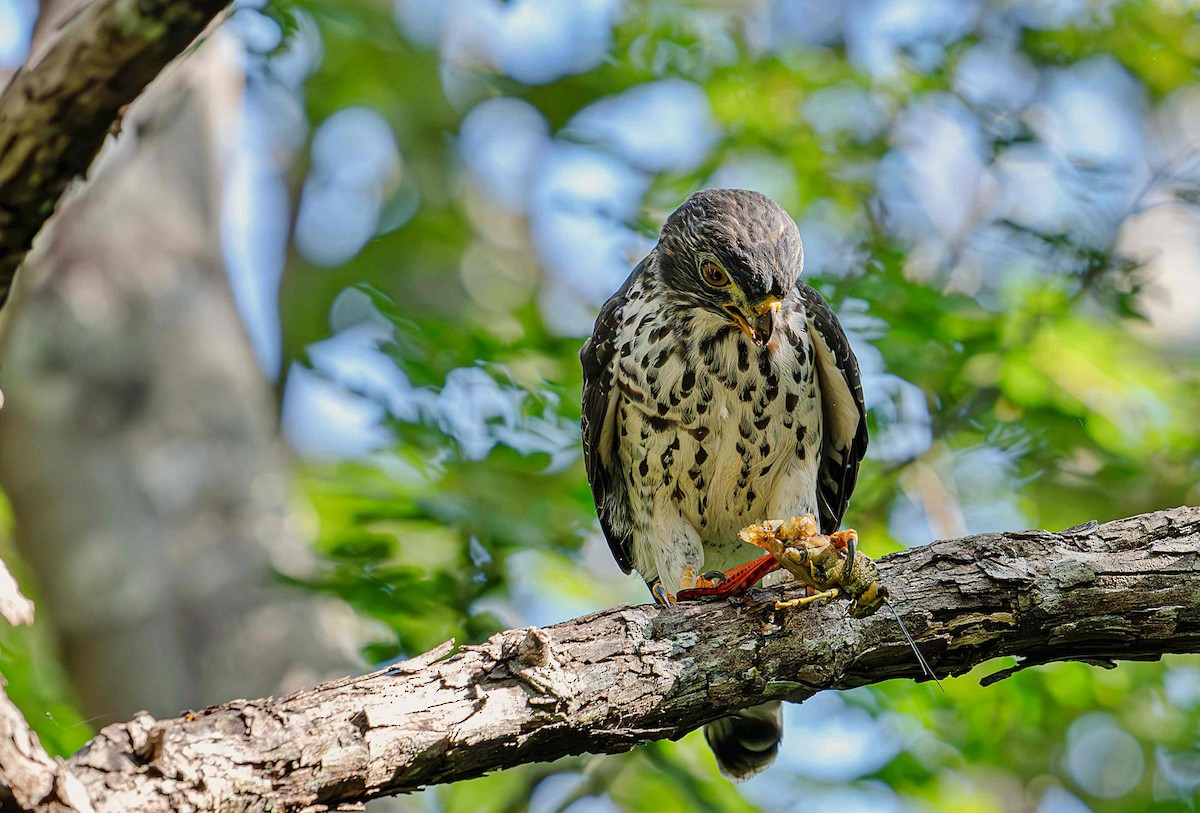 Double-toothed Kite - ML646725390