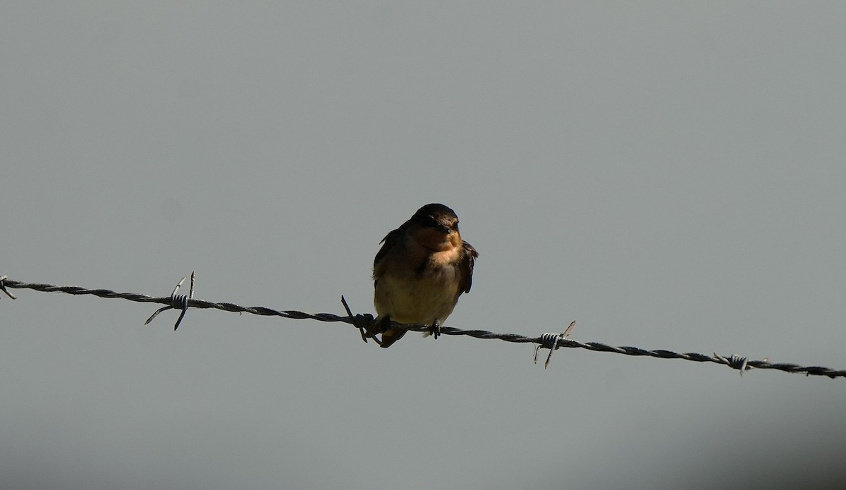 Haberci Kırlangıç - ML646725391