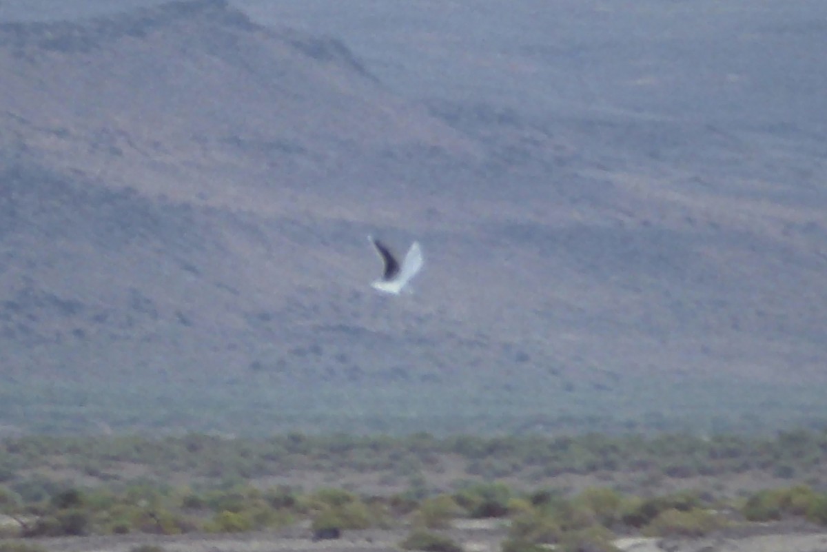Little Gull - ML646725392