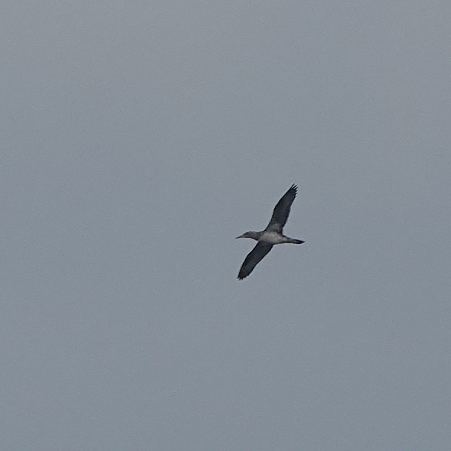 Northern Gannet - ML646725395