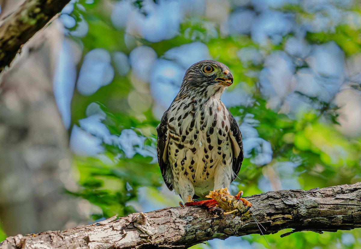 Double-toothed Kite - ML646725396