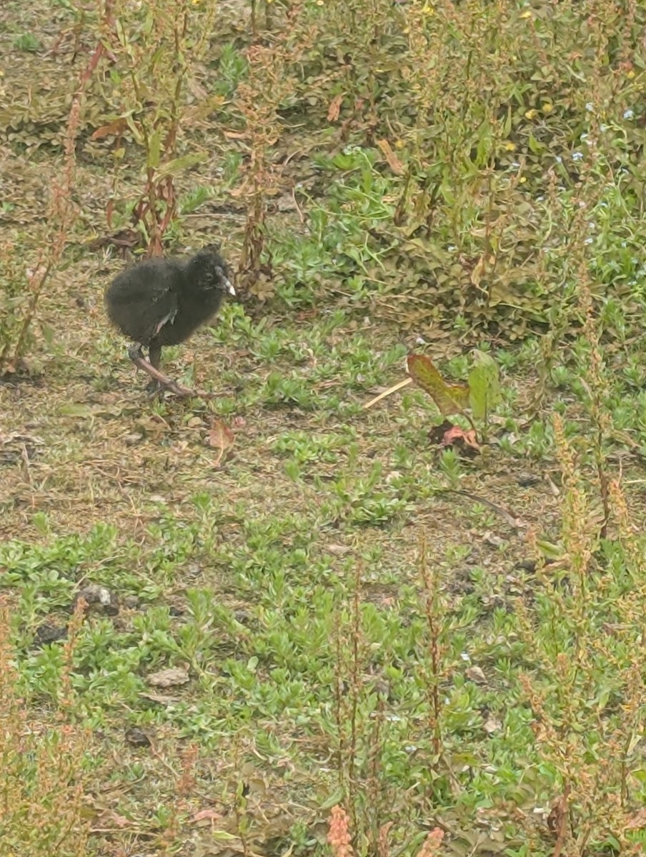 Australasian Swamphen - ML646725397