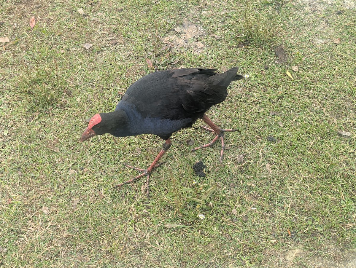 Australasian Swamphen - ML646725398