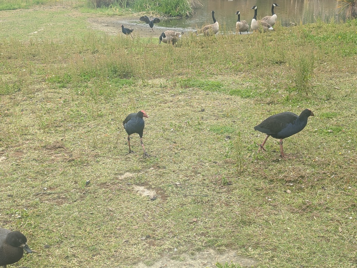 Australasian Swamphen - ML646725399