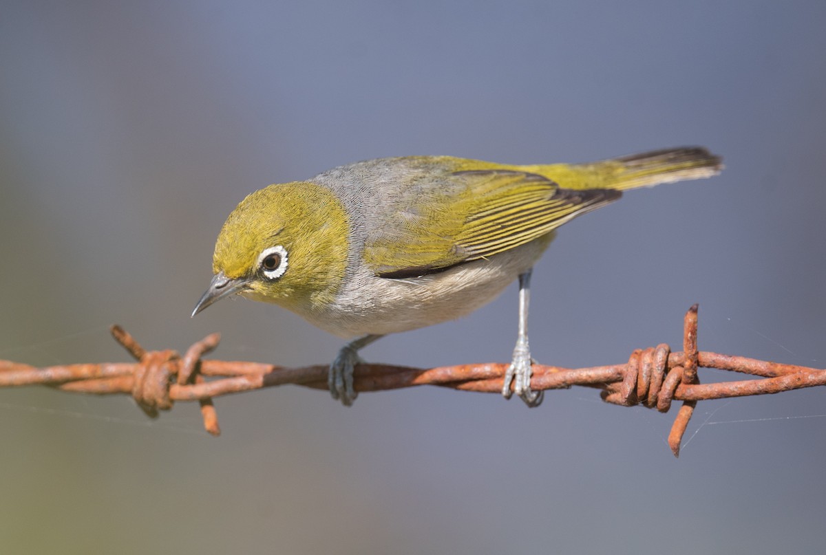 Silvereye - ML646725400