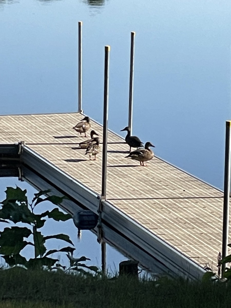 American Black Duck - ML646725401