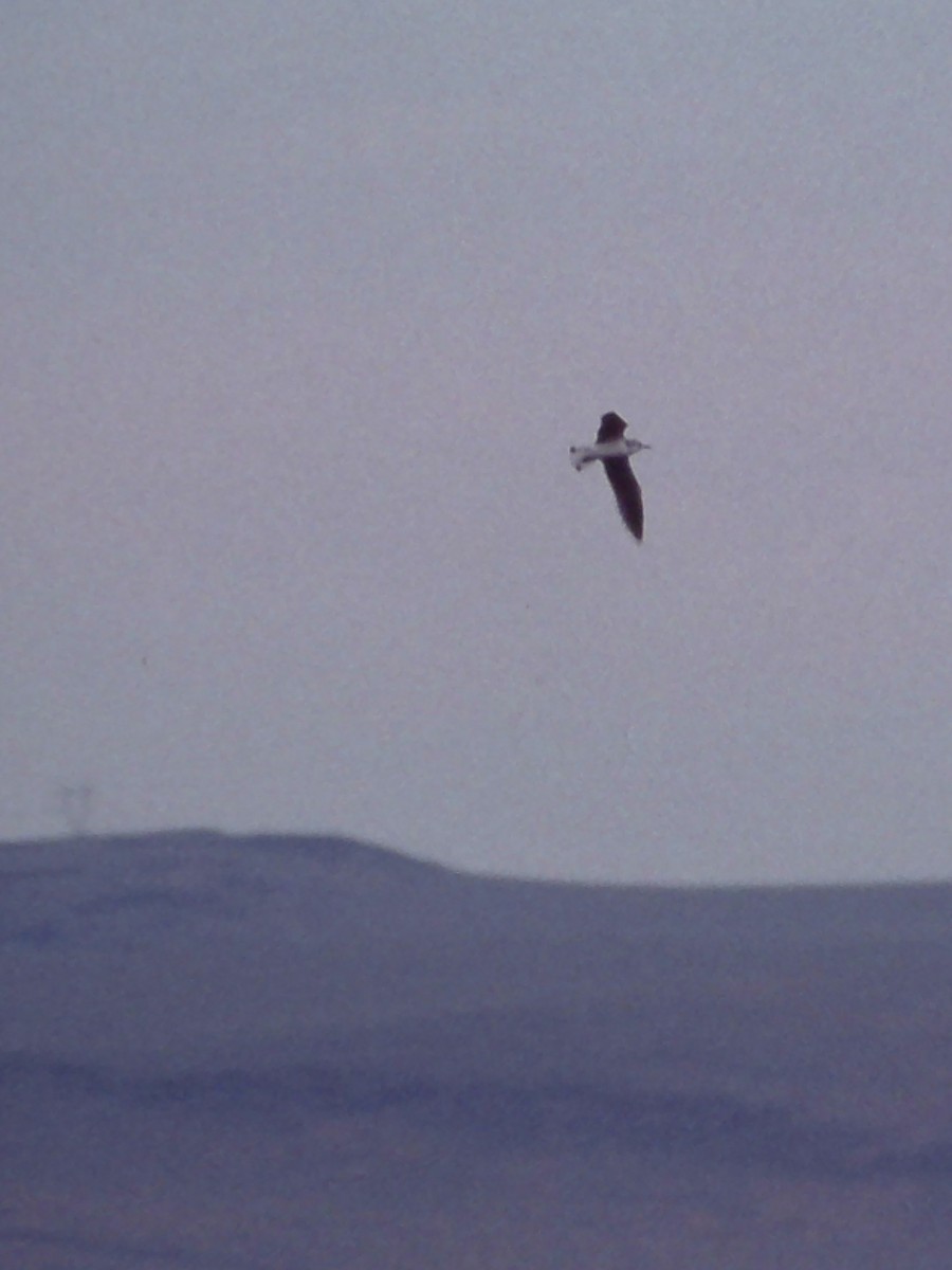 Little Gull - ML646725402