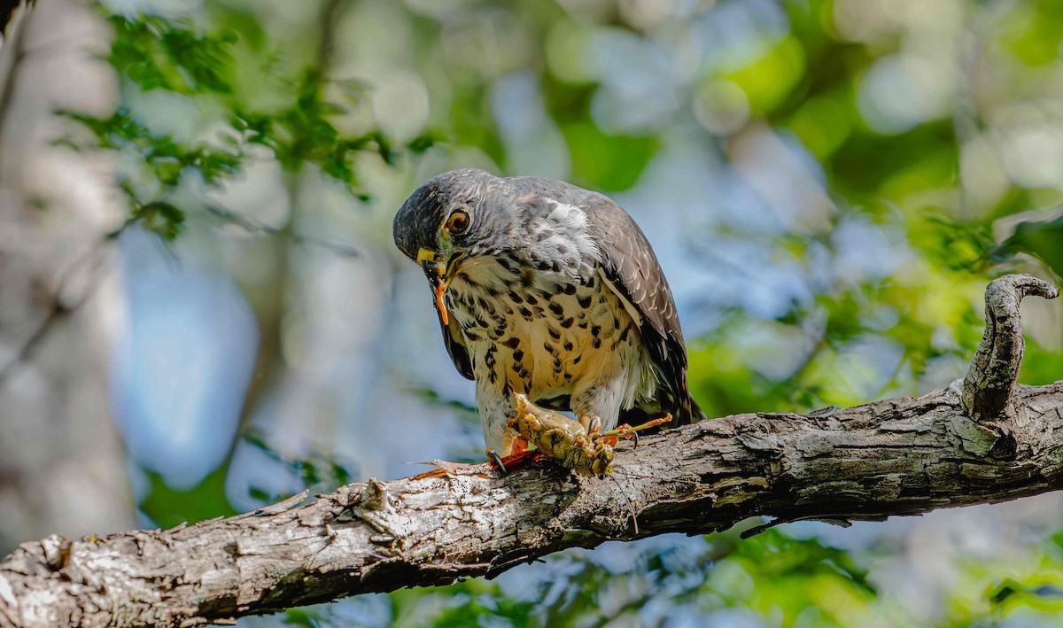 Double-toothed Kite - ML646725405
