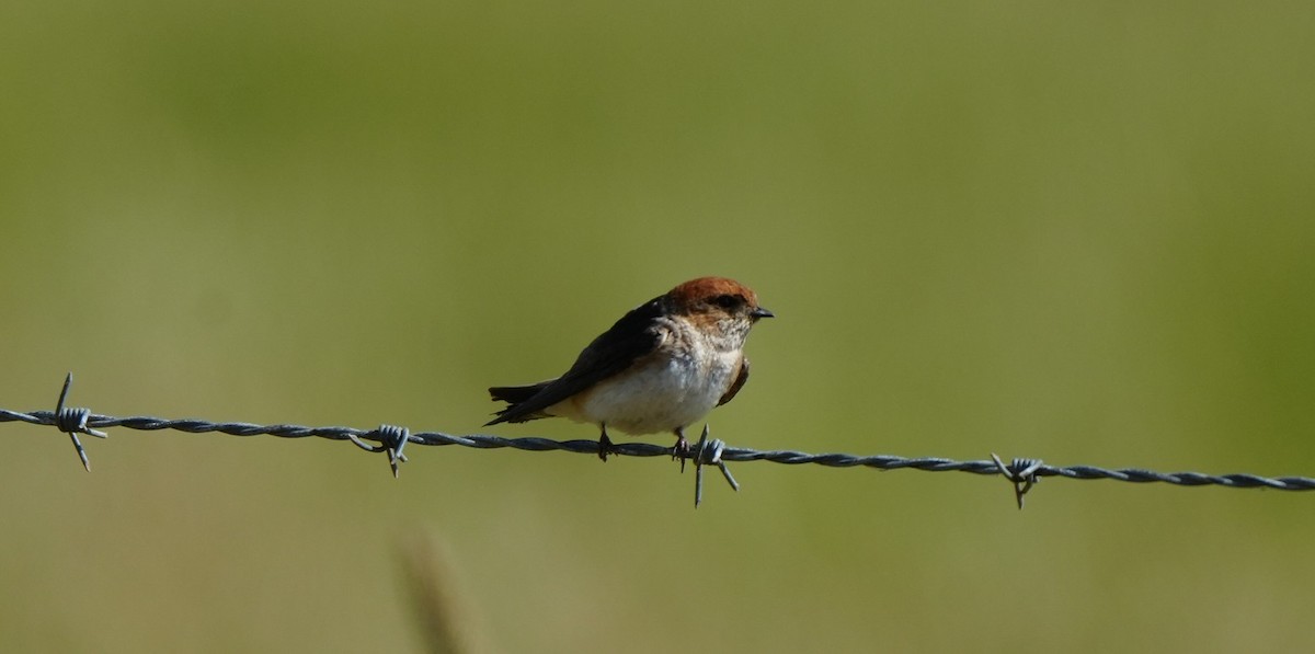 Hint Kırlangıcı - ML646725406