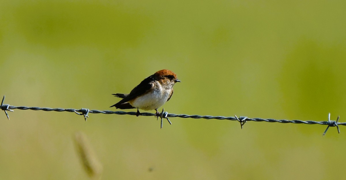 Hint Kırlangıcı - ML646725407