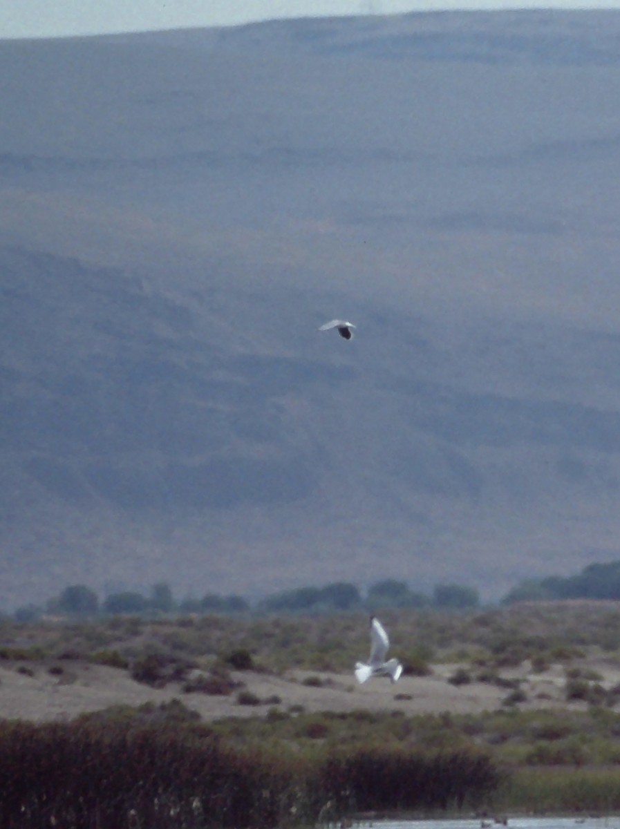 Little Gull - ML646725408