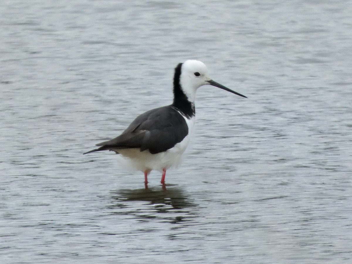 Pied Stilt - ML646725412