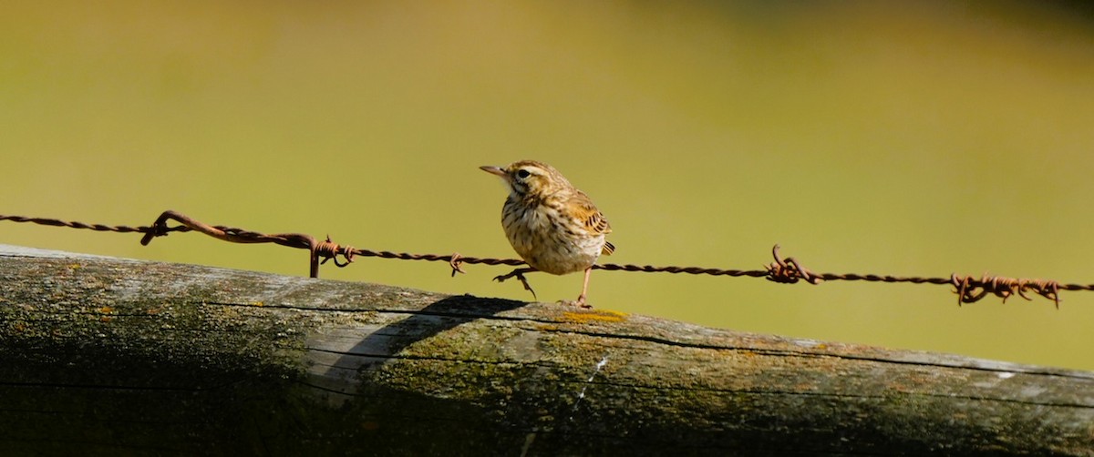 Avustralya İncirkuşu - ML646725413