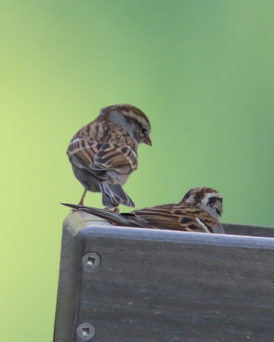 Chipping Sparrow - ML646725414