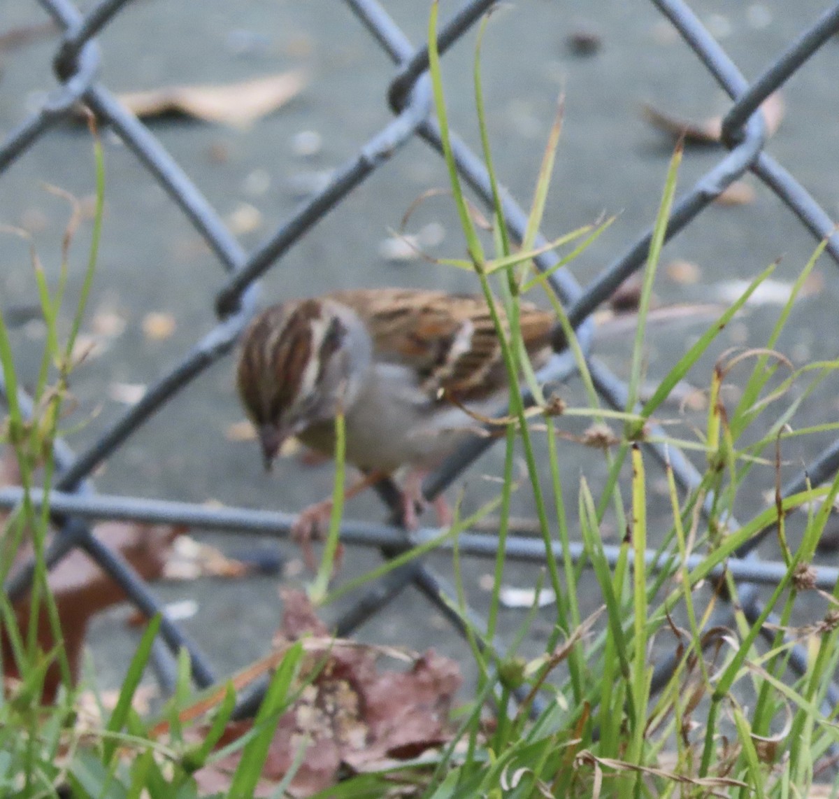 Chipping Sparrow - ML646725415