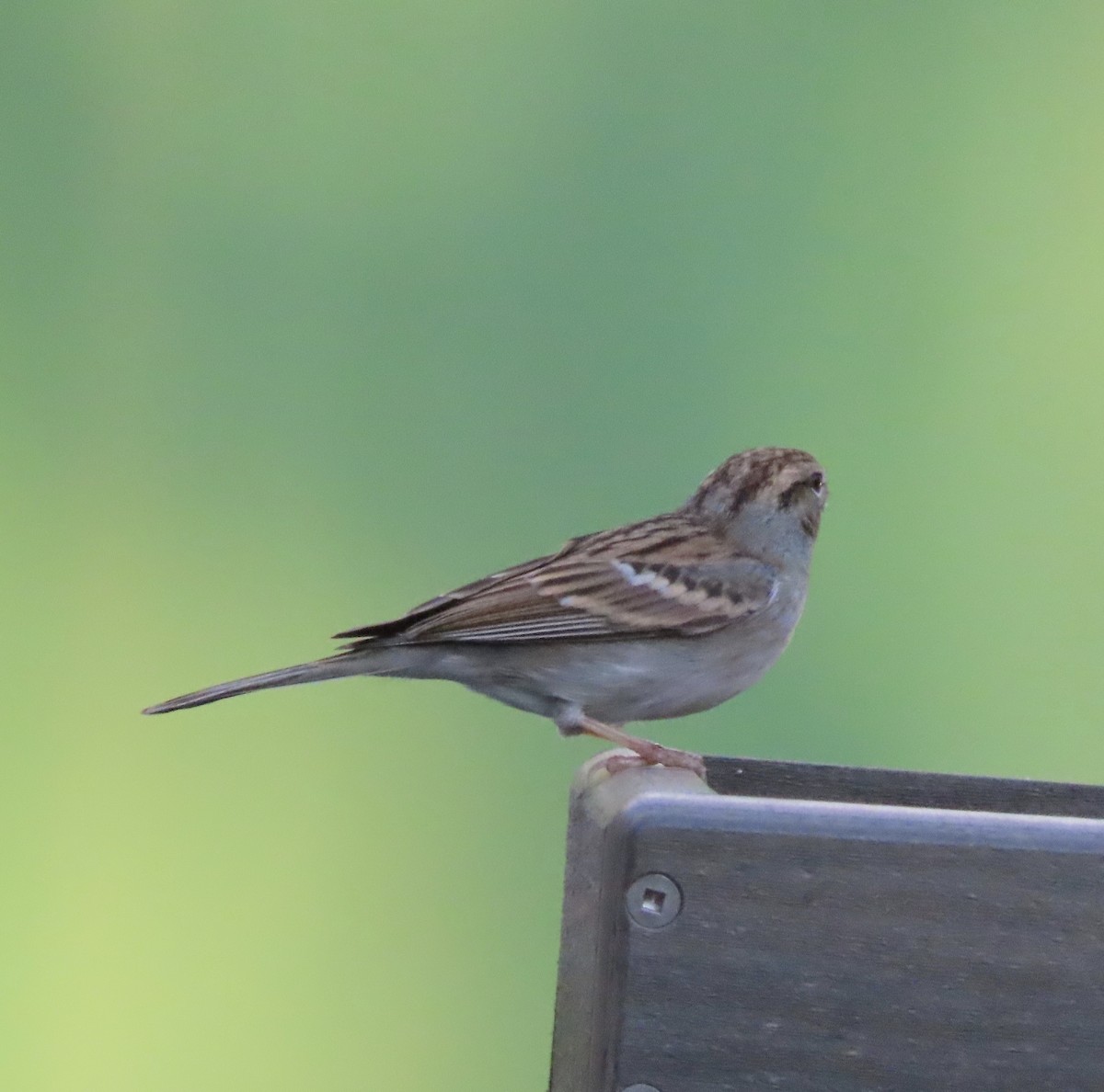 Chipping Sparrow - ML646725416