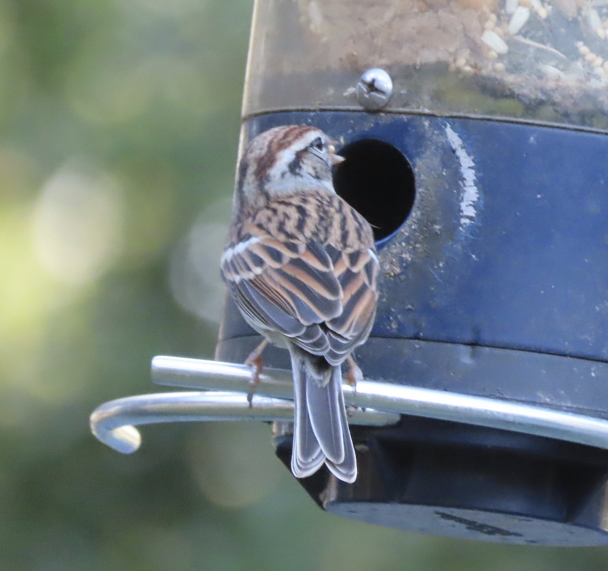 Chipping Sparrow - ML646725417