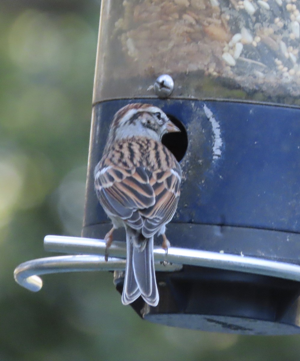 Chipping Sparrow - ML646725418