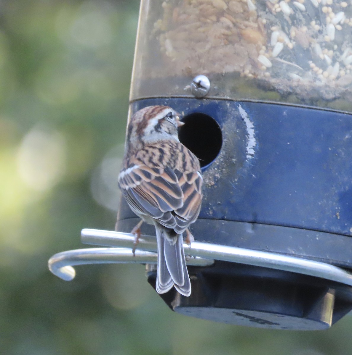 Chipping Sparrow - ML646725419