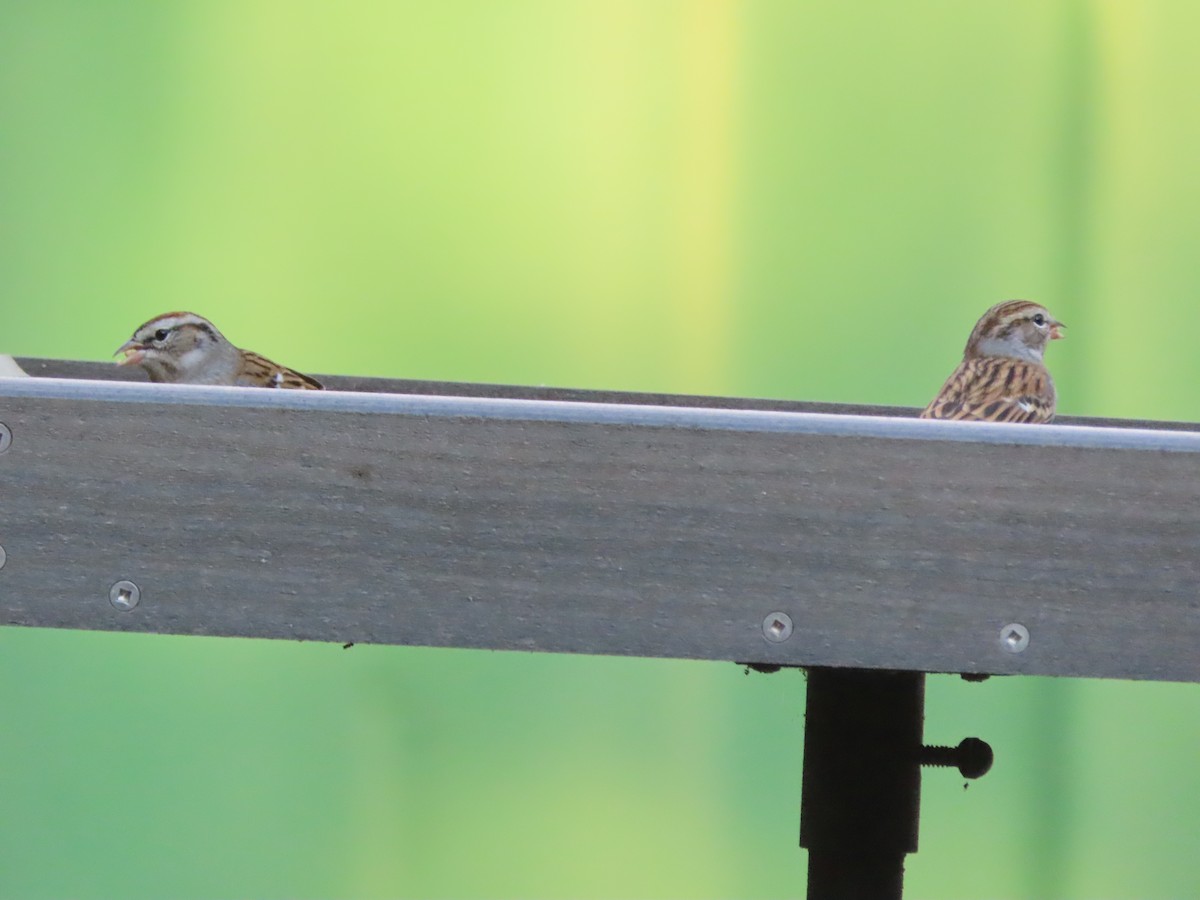 Chipping Sparrow - ML646725421