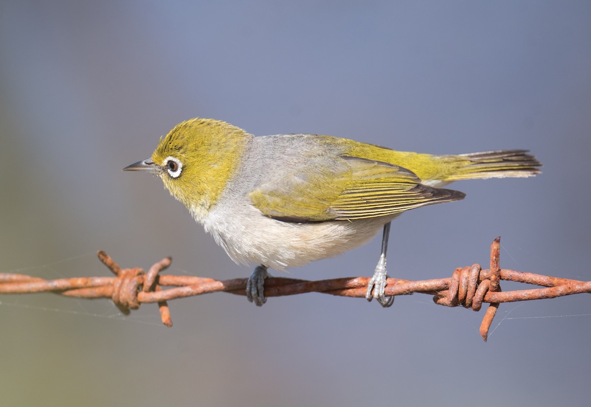 Silvereye - ML646725422
