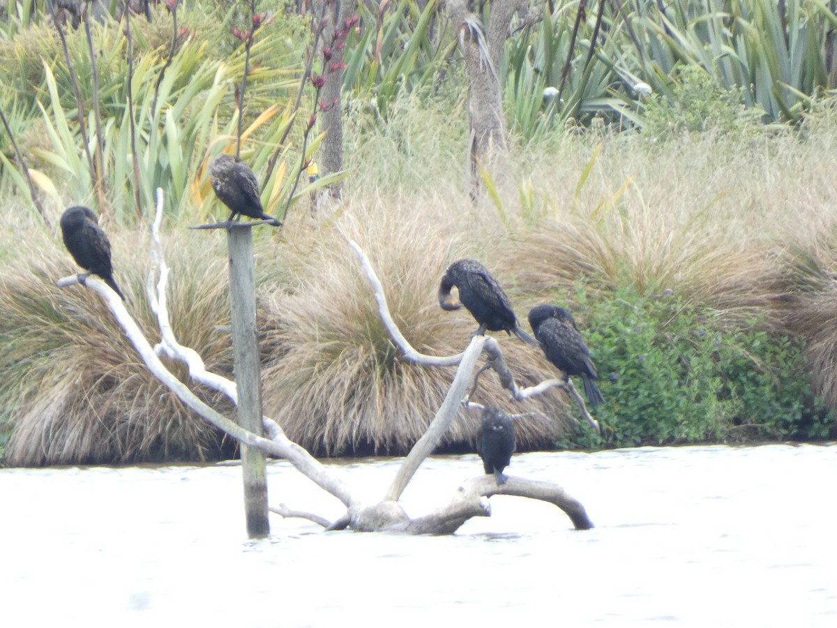Great Cormorant - ML646725426