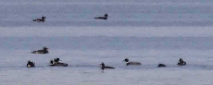 Длинноносый крохаль - ML646725430