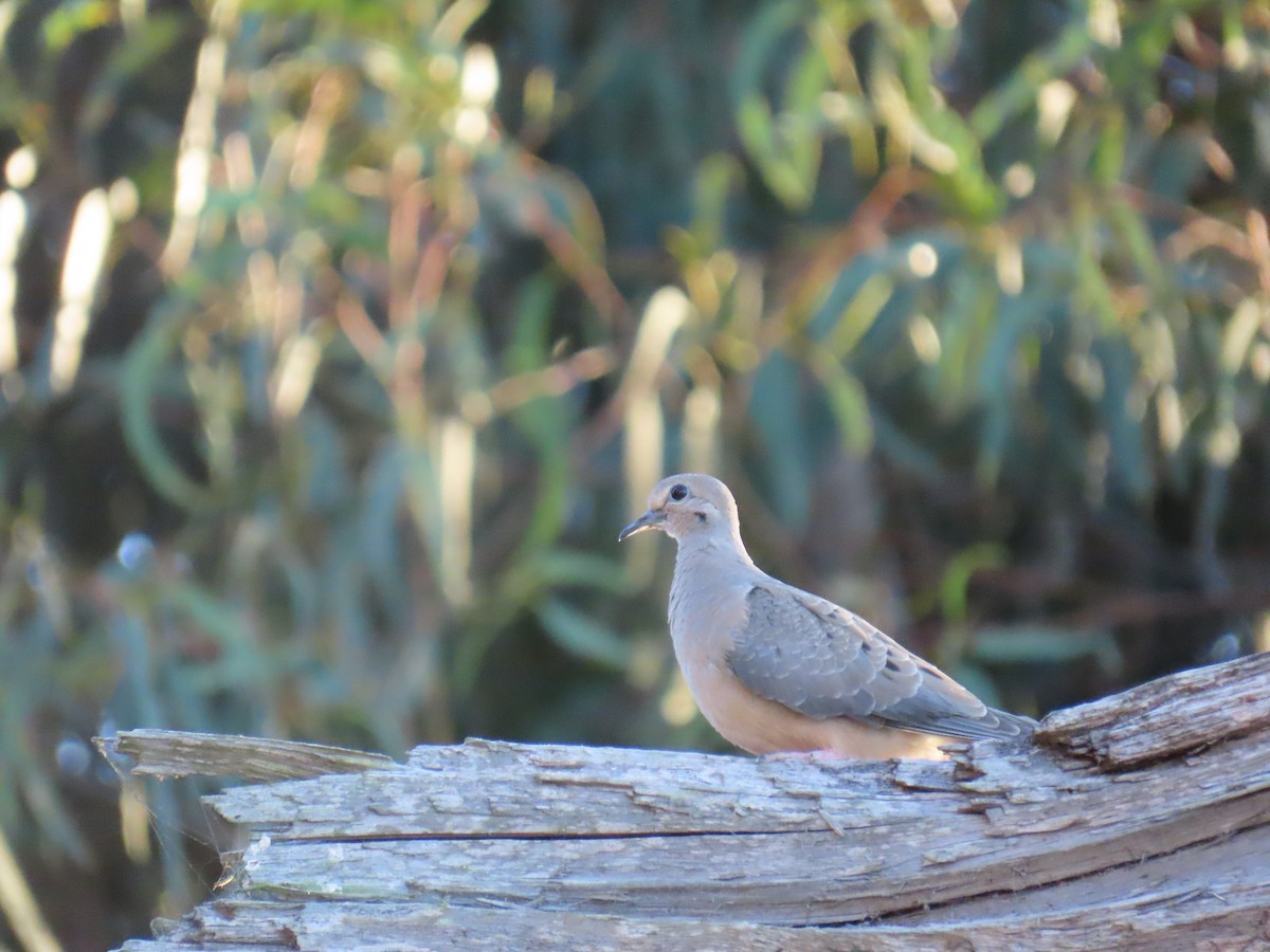 Mourning Dove - ML646725431