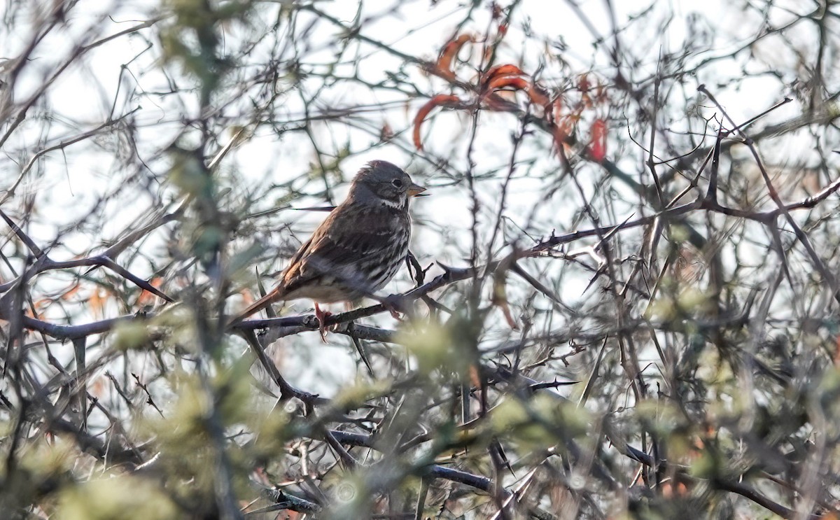 Fox Sparrow - ML646725432