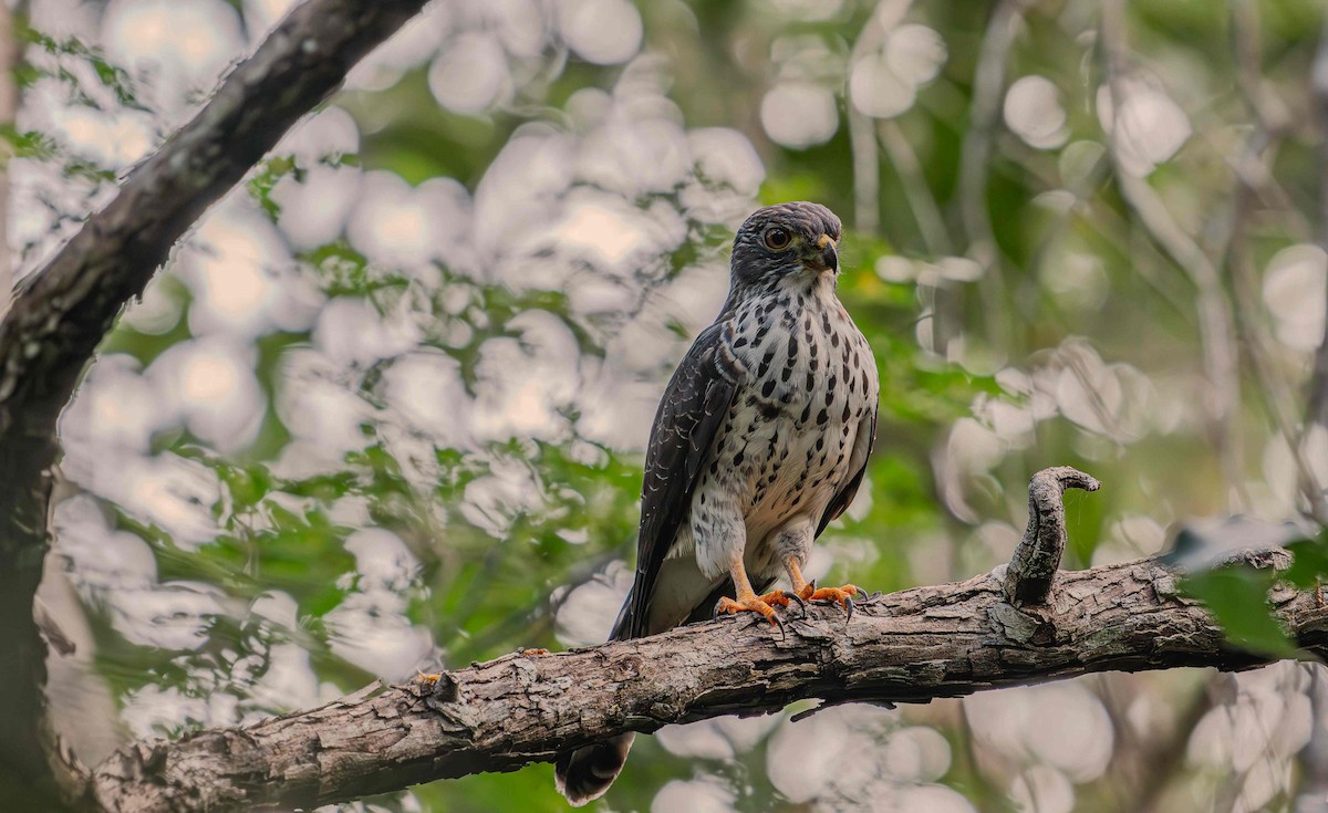 Double-toothed Kite - ML646725435