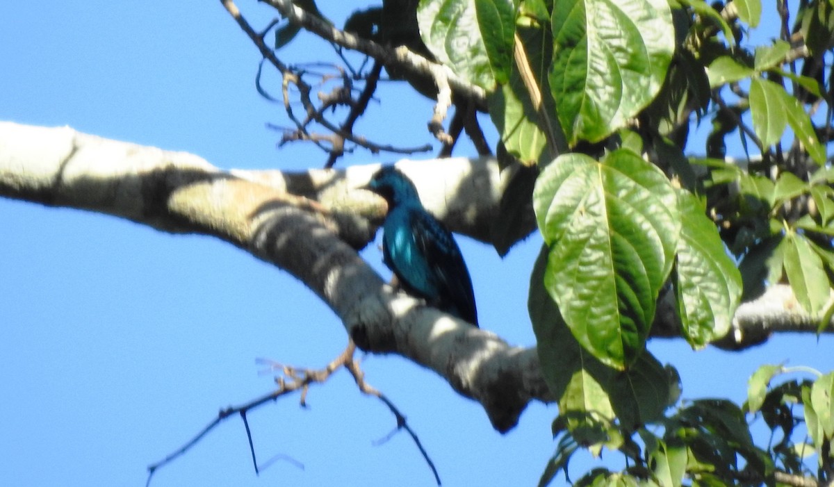 Spangled Cotinga - ML646725438